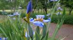 ris (Neomarica caerulea)<br />Foto: Desconhecido 